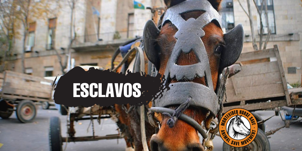 mvdhorsesave's tweet image. El caballo no es una herramienta, no es un medio de transporte.
La tracción a sangre es cruel, es especismo,desigual, es violación de principios y derechos básicos.

Abolir la TAS YA!
#NoMasEsclavitudEquina #caballoslibresdeexplotación
