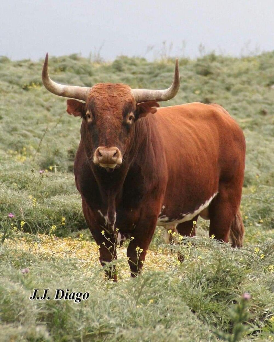 HIERROSENCASTES's tweet photo. | CASTA CABRERA |

Orígenes y evolución del encaste.
Capítulo 2️⃣:

#HierrosyEncastes #Tauromaquia #Torista #DiversidadDeEncastes #ToroBravo #Toros #Toreo #Historia #CastaCabrera #Miura 

⬇️⬇️⬇️
https://t.co/esB2vGkT5b https://t.co/qNWykKpqSi