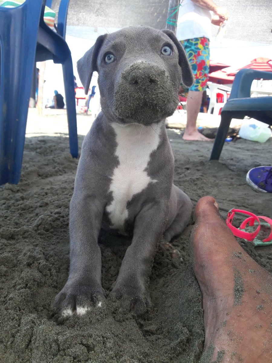 DanielMorelo20's tweet photo. Post para presumir a mi Bendición 🥰❤🐶 https://t.co/Yqd2rfRfLD