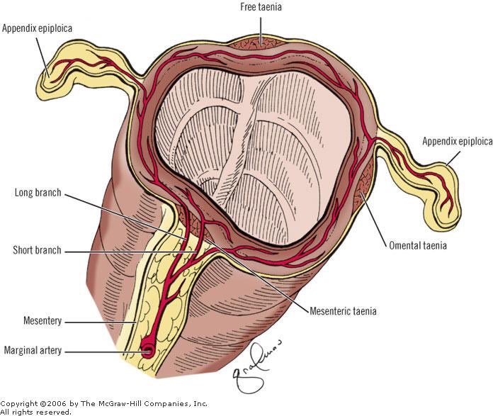 Epiploic Appendagitis: What Is It, Causes, Diagnosis, and More ...