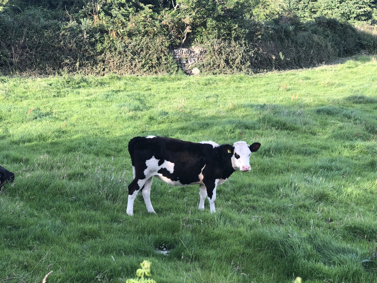 aydeecee12's tweet photo. Tuesday evening bike ride. #mtb #mountainbike #bike #ride #cornwall #chillout #evening #Week #tuesdayvibes #strava #cannondale #fivetens #endura #headspace #nature #July #love #afterwork #cows #tinmines #history https://t.co/h0QrwSHtty