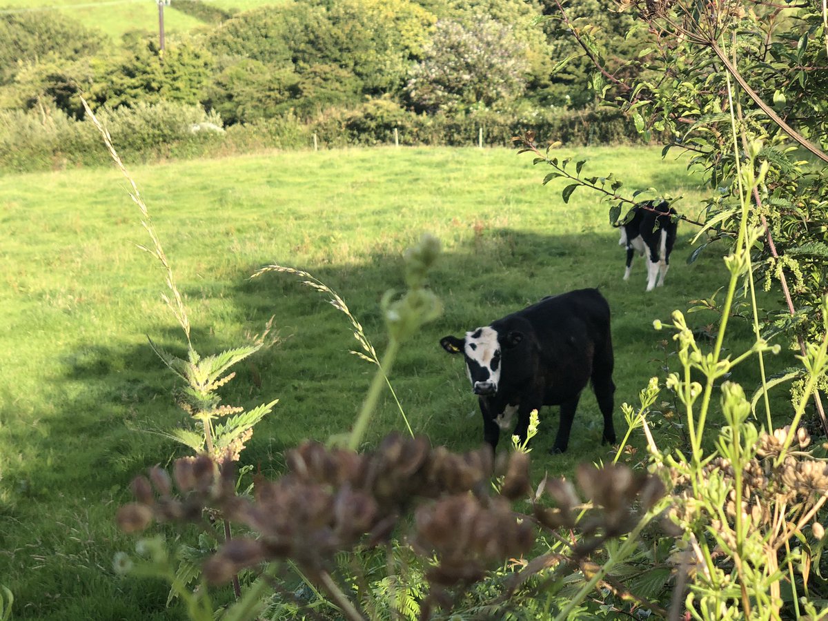 aydeecee12's tweet photo. Tuesday evening bike ride. #mtb #mountainbike #bike #ride #cornwall #chillout #evening #Week #tuesdayvibes #strava #cannondale #fivetens #endura #headspace #nature #July #love #afterwork #cows #tinmines #history https://t.co/h0QrwSHtty