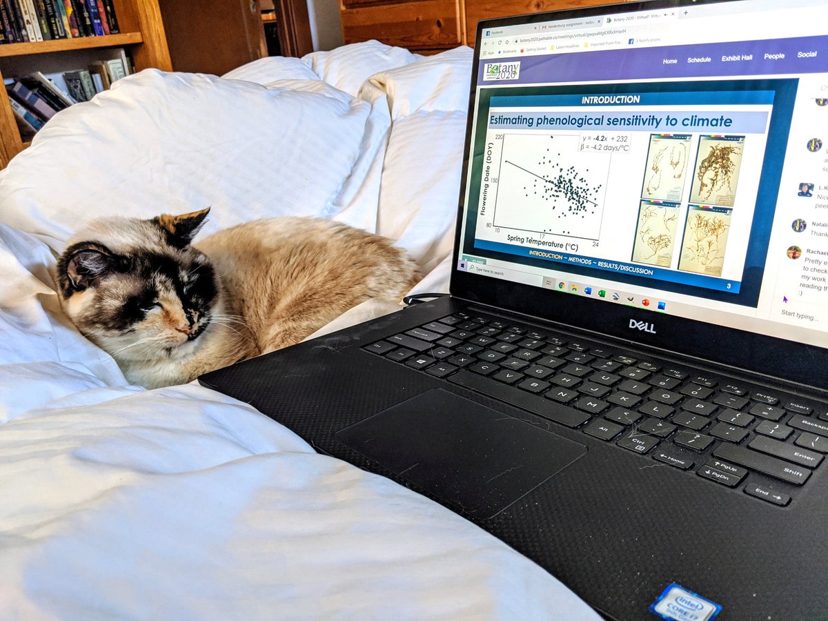 CommandoBotany's tweet photo. Iris absolutely approves of this whole virtual conference idea. #Botany2020 https://t.co/m2HnqmSO1y