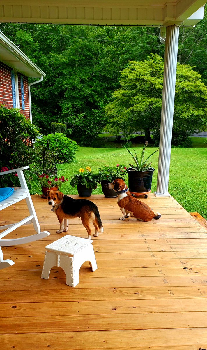 thejohnnyblast's tweet photo. Hanging out in Virginia.
Watching the rain with Scruffy and Dixie.
#FrontPorch #DownHome
#VAnative https://t.co/LwRiA35AB8