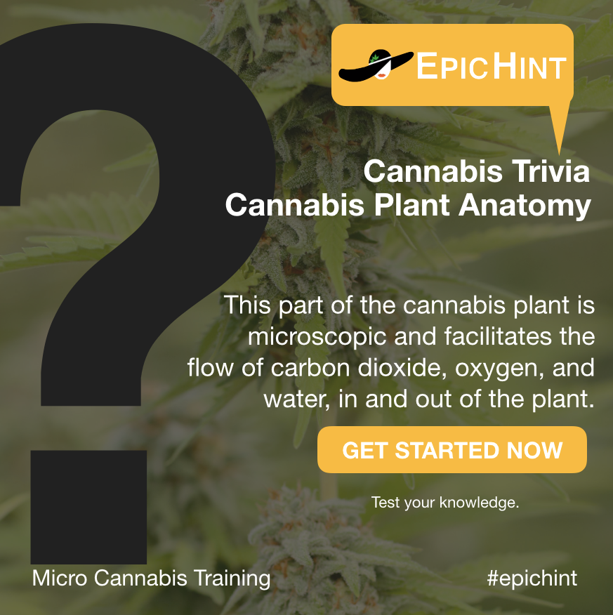 EpicHint's tweet photo. Q: This part of the #cannabis plant is microscopic and facilitates the  flow of carbon dioxide, oxygen, and water, in and out of the plant. 

Put your knowledge to the test 🤓 with this EpicHint Trivia sesh go to >> https://t.co/uIBpZ6V79X.

#epichint #cannabistraining #mjbiz https://t.co/bp398RdH9L