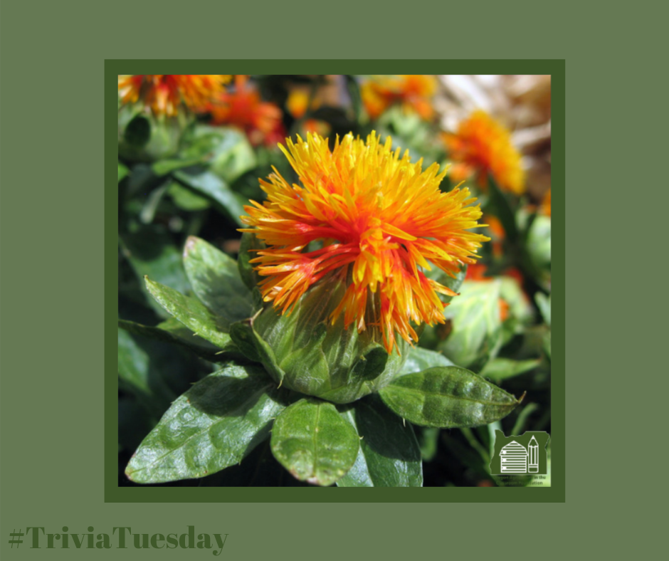 For this weeks #TriviaTuesday can you name this plant that grows in the Willamette Valley for its oil-producing seeds is called? It is a member of the sunflower family and has a thistle-like appearance. #TriviaTuesday #ORAg #LearnAboutAg