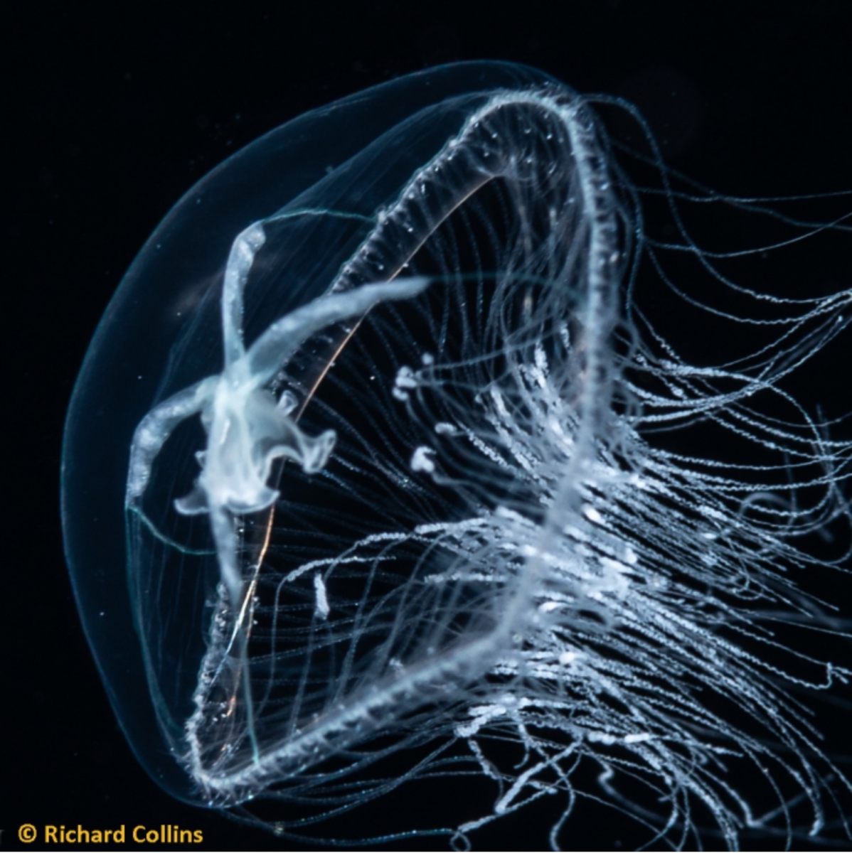 In total, I know of AT LEAST four species that can pull this off. All in very different parts of the jellyfish family tree! But how long can they actually live, you ask? Well...studies:  https://bit.ly/39z417Y ,  https://bit.ly/304izJI Pic:  https://bit.ly/2DdiElq 