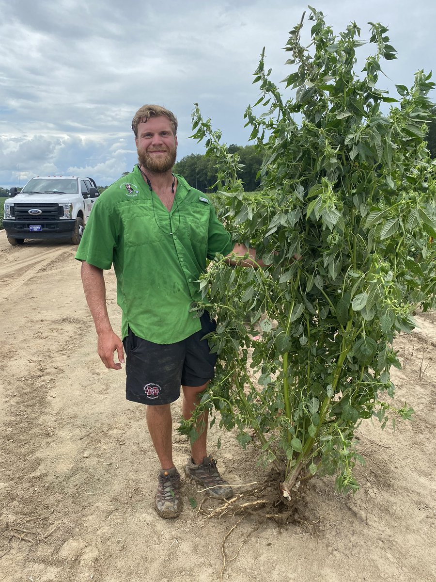 acatchot's tweet photo. Congratulations to @lil_rodge_11 for winning the biggest pigweed pulled by hand contest today. It’s a beast. https://t.co/oQvu6ME9Ep