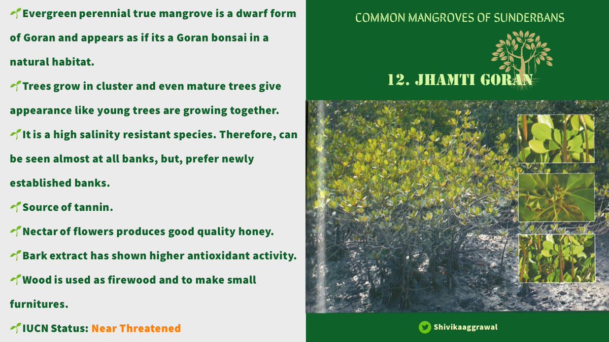 𝐉𝐇𝐀𝐌𝐓𝐈 𝐆𝐎𝐑𝐀𝐍Jhamti may have been derived from Hindi word jamat meaning “group”. They grow in cluster & give an appearance that young trees are growing together, though in reality they are matured.Fruits and flowers are pretty similar to that of Math Goran.
