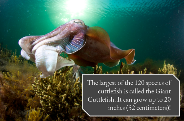 Cuttlefish_Club's tweet photo. The largest of the 120 species of cuttlefish is called the Giant Cuttlefish. It can grow up to 20 inches (52 centimeters)!

What are some of your favorite cuttlefish facts?

#cuttlefishfacts #animalfact #cephalopod https://t.co/JZBsSFYTwv
