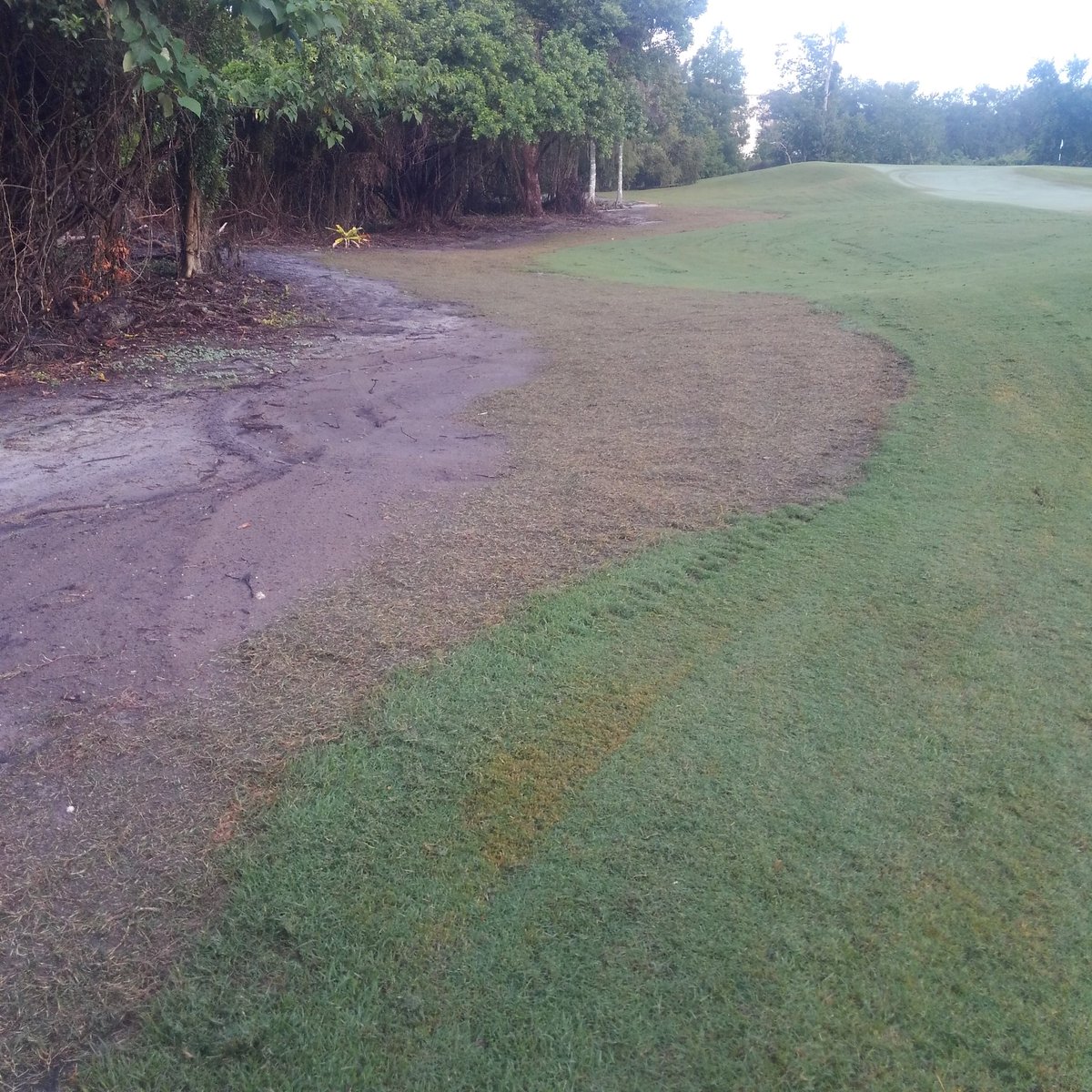 BryceGibson8's tweet photo. Used sprigs from fraze yesterday to expand some rough landing areas on 4 and 16. #alwaysmakingimprovements #Turflife https://t.co/p5q1wd9otj