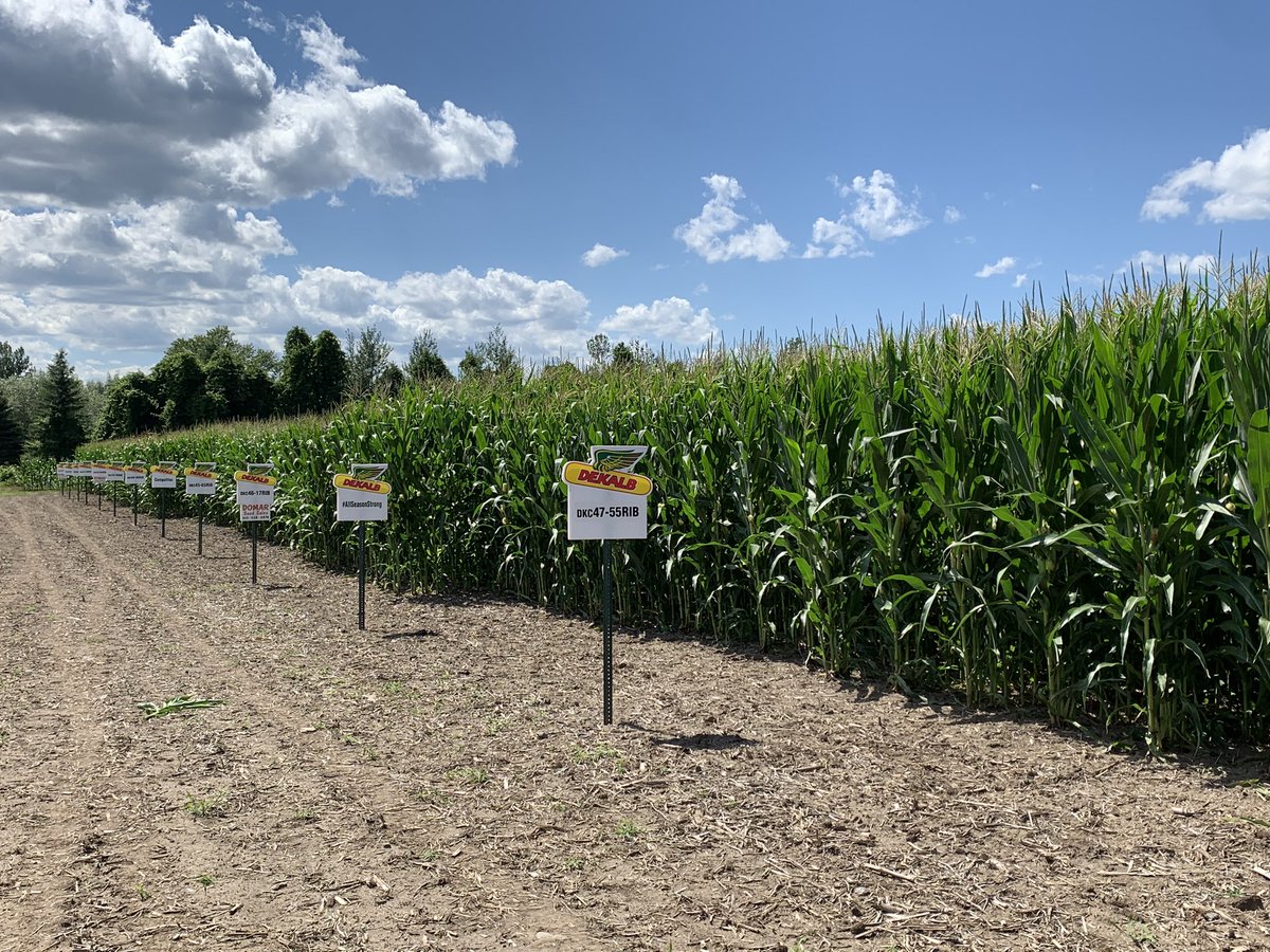 TanyaLegault46's tweet photo. Looking forward to getting some results of this corn test plot. #Dekalb  @DesjourdyA @markagroen @legaultkaitlyn https://t.co/mAKgaOk9S8