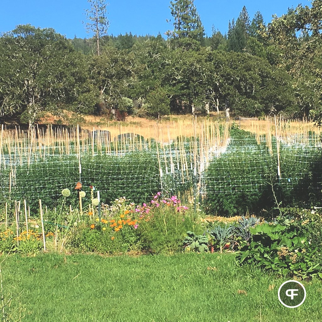 PhantomFarms's tweet photo. A garden, for the garden. 🌽🌶️🥕

#mightytastycannabis #phantomfarms #terps #marijuana #420 #cannabiscommunity #weed #weedstagram https://t.co/cRPgUwLQxF