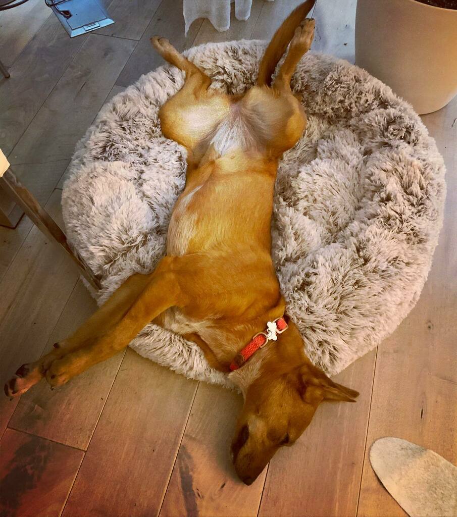 Willwork4treats's tweet photo. Post session Roma. 😴😴😴
.
.
.
#tired #redheeler #cattledog #workingdog #fetchfanatic #dogtraining https://t.co/2o8fnpcPPq