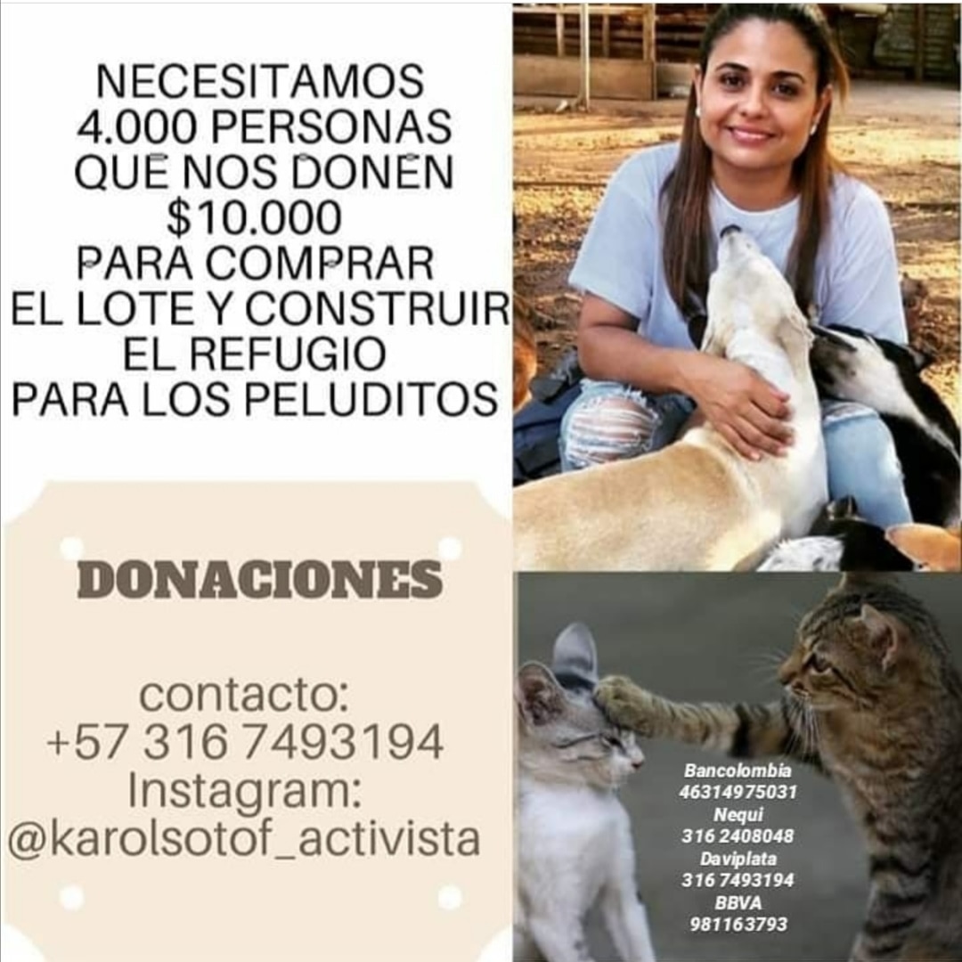 kmfama's tweet photo. @Las2Orillas Los invito a que sigan su página en instagram y conozcan de labor tan bonita que esta haciendo con los perritos y gatito. Necesitamos la ayuda de todos.  @karolsotof_animalista https://t.co/030CPfP1o1