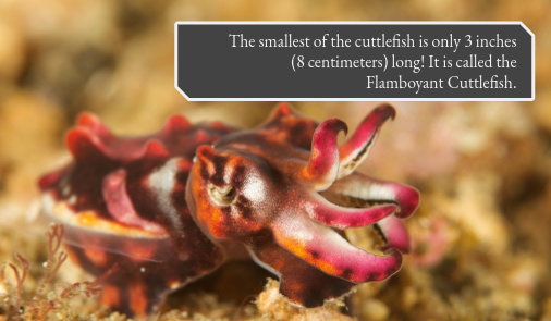 Cuttlefish_Club's tweet photo. The smallest of the cuttlefish is only 3 inches (8 centimeters) long! It is called the Flamboyant Cuttlefish.

What are some of your favorite cuttlefish facts?

#cuttlefishfacts #animalfact #cephalopod https://t.co/1rpcedy9Qr