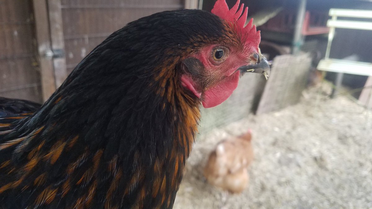 notreallyafarm's tweet photo. Evening #ChickenHour 😊 had our new POL hens for 4 weeks now and they're *nearly* on speaking terms with the grumpy old #exbatts https://t.co/ZAoTTHJIEU