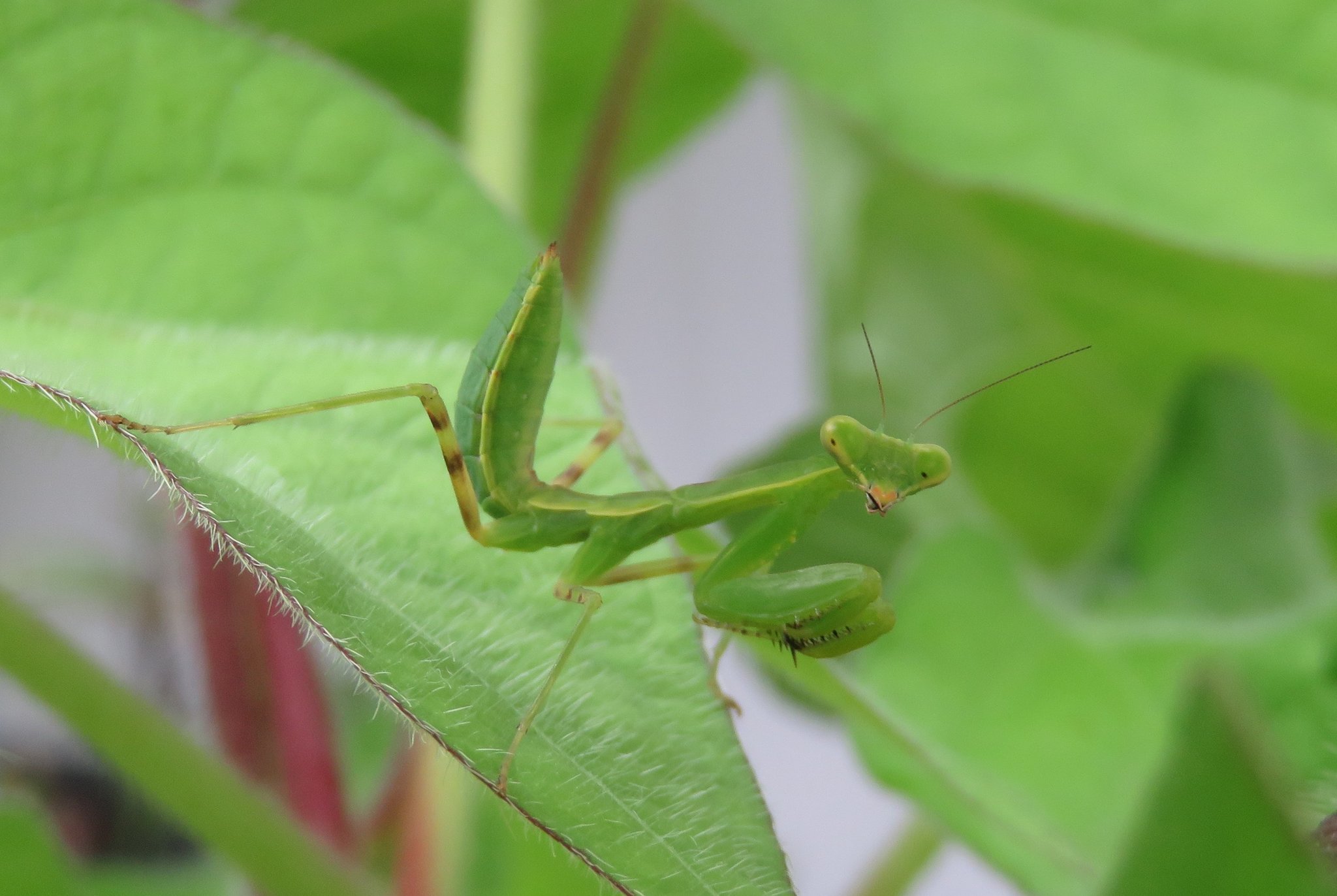 子カマキリ Twitter Search Twitter