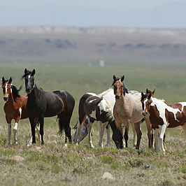 1063CowboyCntry's tweet photo. Wyoming Authorities Investigate Alleged Sexual Abuse of Horses: https://t.co/DjiZg09BDk

#Wyoming #SweetwaterCounty https://t.co/OTQVhl4NK8