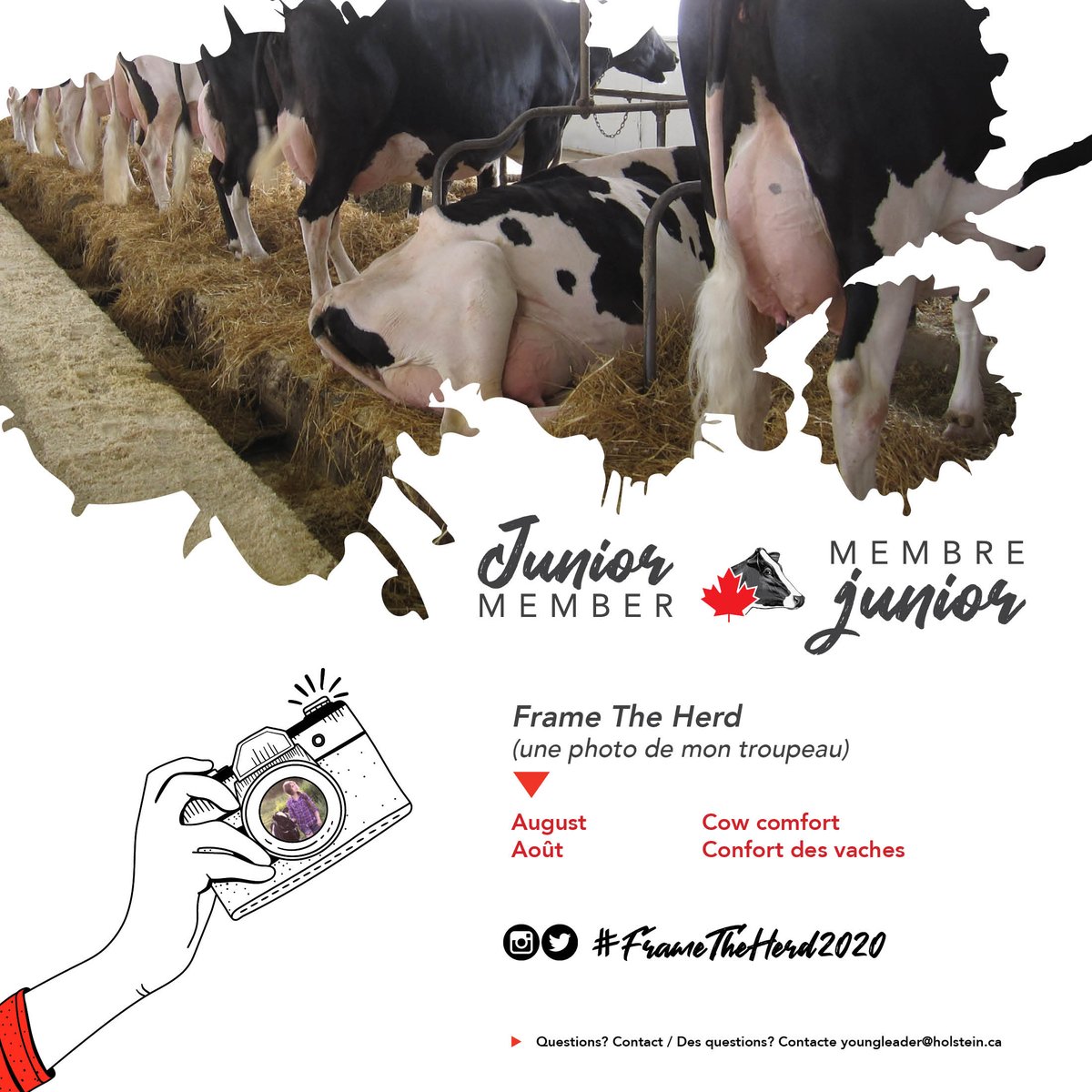 HolsteinCanada's tweet photo. #FTH2020 August: Cow Comfort | Show us what you do to keep your cows comfortable and happy! // #FTH2020 concours du mois d'août: Confort des vaches | Montrez-nous ce que vous faites pour le confort de vos vaches et pour les rendre heureuses! https://t.co/ZVga9qzacH