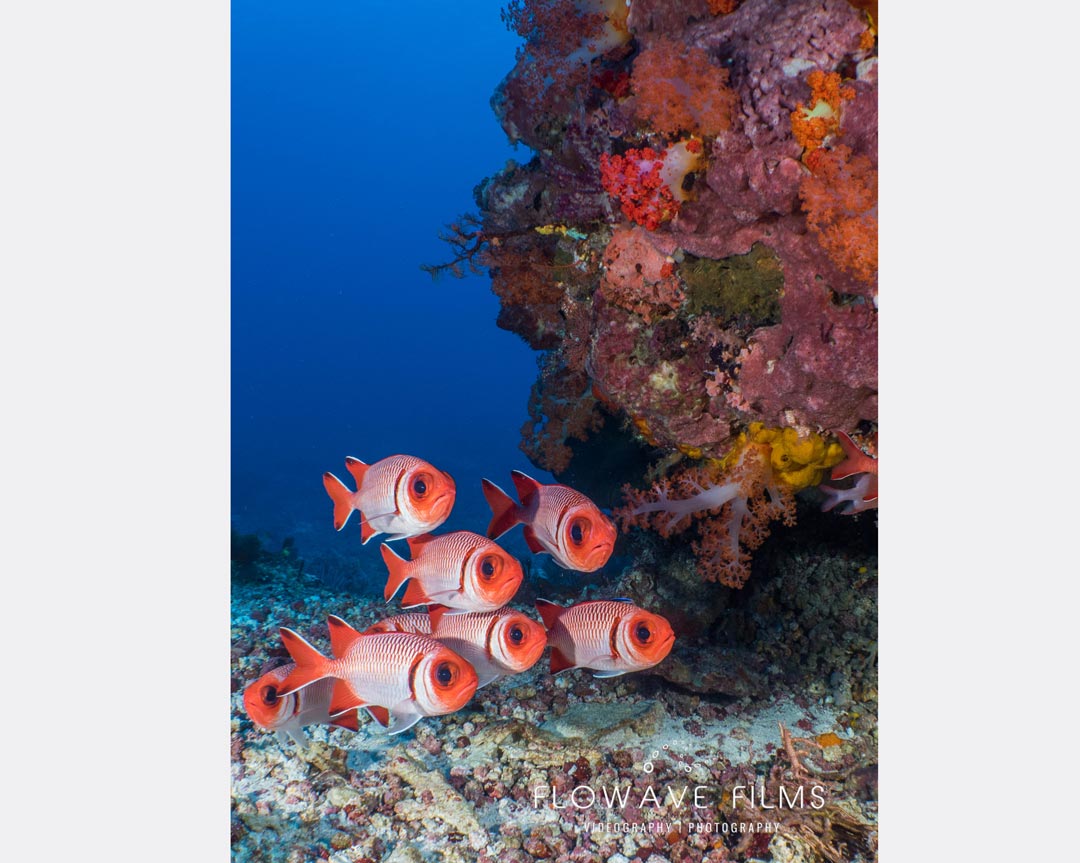 MermaidLOB's tweet photo. The #Bigscale #Soldierfish occurs on #coral #reefs and can be recognised by its colouration. During the day it is usually seen in #caves and under ledges.
๐ https://t.co/mnAqgzFRxL
๐ธ by FLOWAVE FILMS
#komodo #divingphoto #diving #underwaterphotography #mermaidliveaboards https://t.co/uRmEFVHvHU