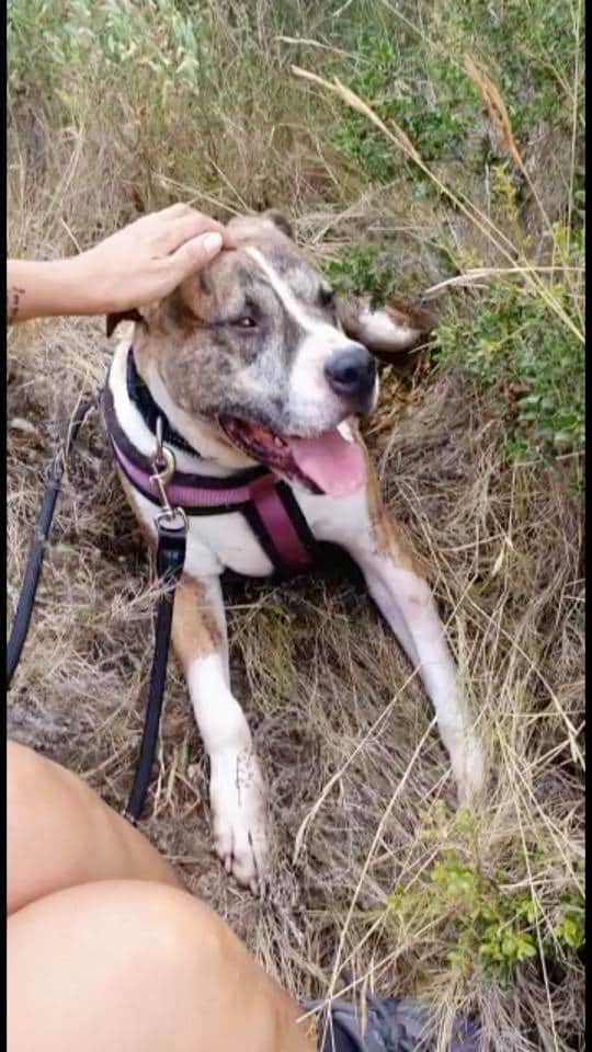 voluntacaad's tweet photo. En Rayo reflexa de manera crua, clara i nítida la trista realitat de molts gossos...
#FemXarxa #XarxaBarcelonaAdopcions #XarxaTarragonaAdopcions #Penedès #Garraf #Anoia #adopta #AdoptaNoCompres #AdoptDontShop #pets #tinençaresponsable #sitges #Vila #2millorque1 #GPP #PPP https://t.co/pGmZtBWAQH