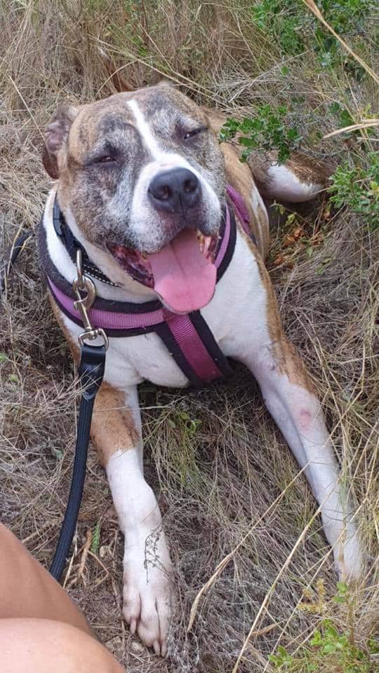 voluntacaad's tweet photo. En Rayo reflexa de manera crua, clara i nítida la trista realitat de molts gossos...
#FemXarxa #XarxaBarcelonaAdopcions #XarxaTarragonaAdopcions #Penedès #Garraf #Anoia #adopta #AdoptaNoCompres #AdoptDontShop #pets #tinençaresponsable #sitges #Vila #2millorque1 #GPP #PPP https://t.co/pGmZtBWAQH