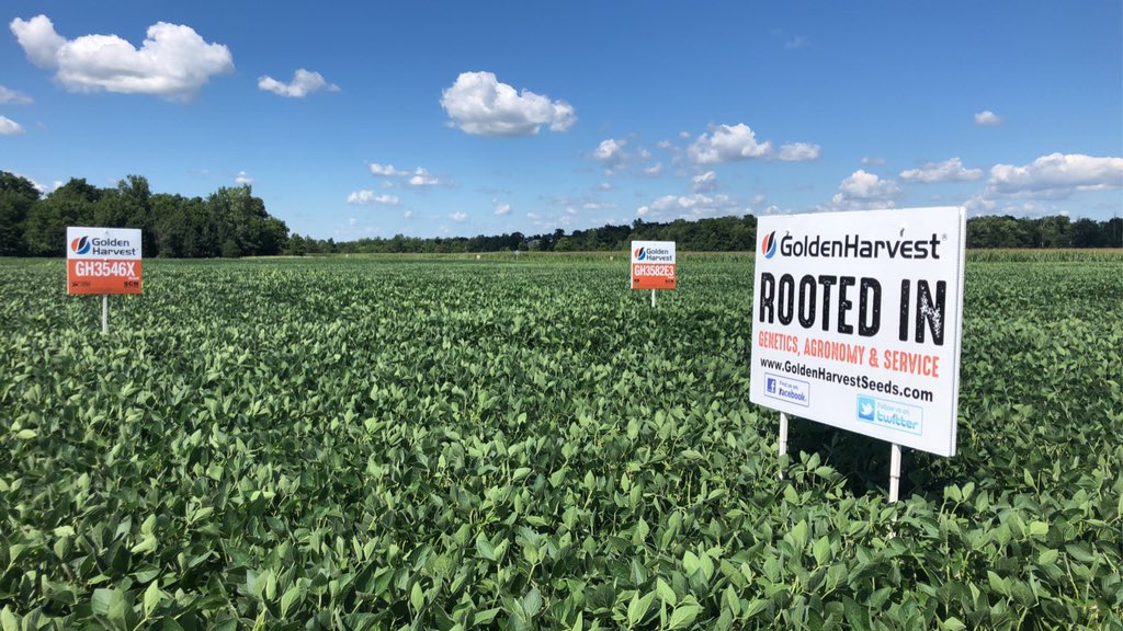 CBowlingAg's tweet photo. @GldnHarvest Agronomy in Action site near New Bremen OH is looking the part after the recent rain. Featuring Hybrid/Variety trials, Ear Flex by population, Seedcare, Xtend vs E3 showdown, and so much more! Open invitation to visit anytime you’re in the area. @Wayde_Looker https://t.co/cKUTdW6npu