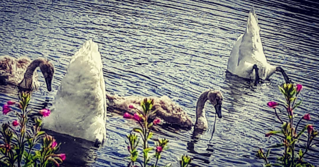Parents embarrass their offspring the world over! #Swans #practicalparenting  #cygnets
