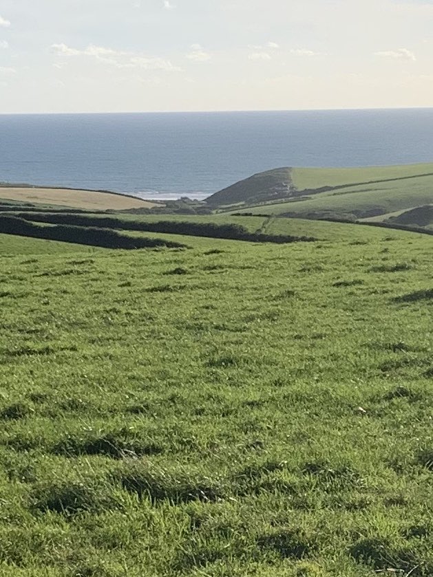 tamarmilling's tweet image. The view from the office this evening. Out walking crops and seeing cows. There are days you can’t really describe as work. Summer in Cornwall was a Tuesday evening this year.