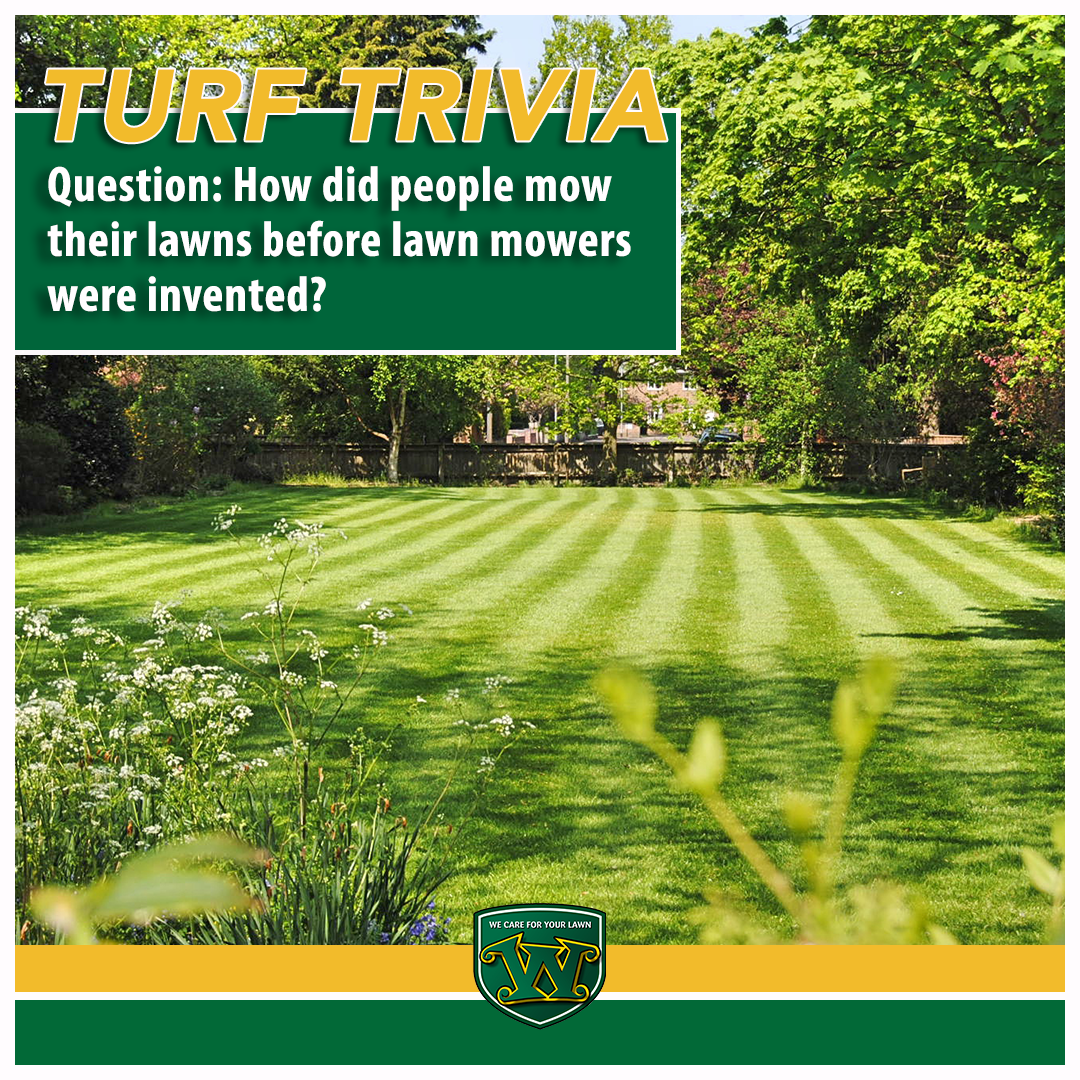 wmarlingtonIL's tweet photo. Weed Man's #TurfTrivia is back! Do you know the answer? Comment below with your guesses! #lawncare #wecareyourlawn https://t.co/HS7D7eByYw