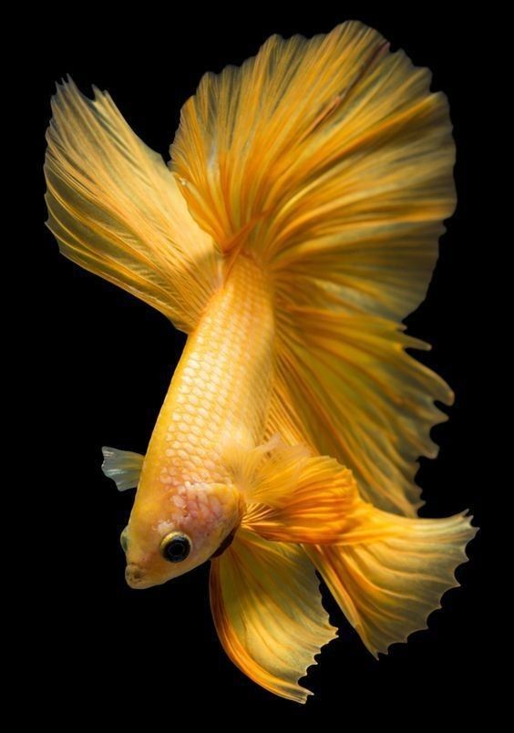 As requested by  @ActuallyRafa, the cast of  @911LoneStar as fish: a thread.