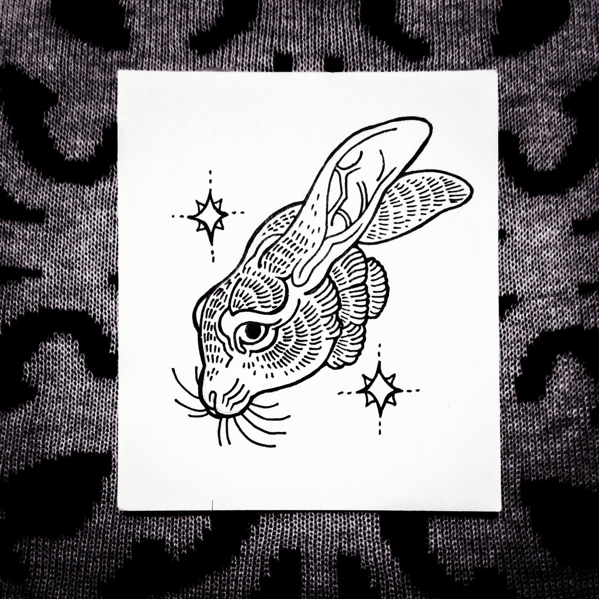 Lepus timidus 