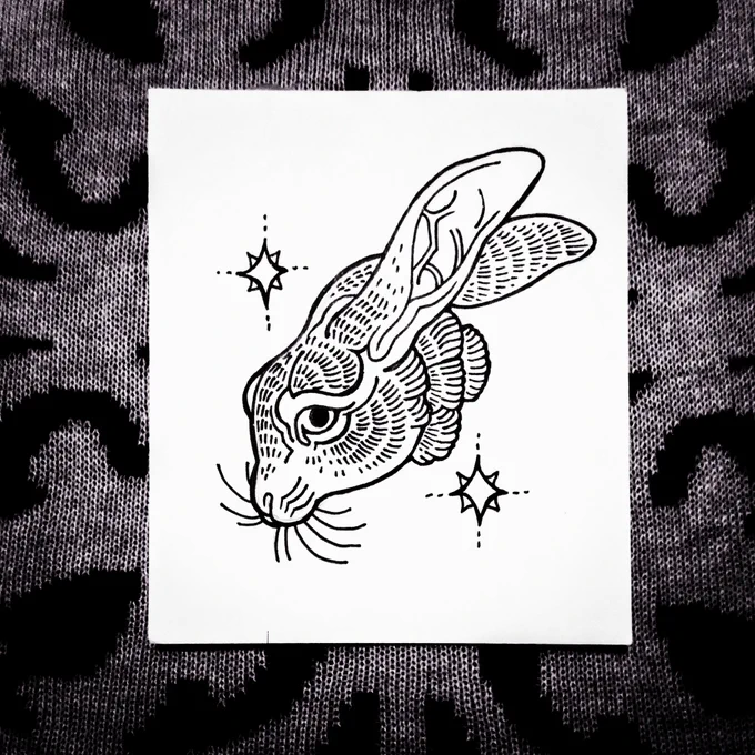 Lepus timidus 