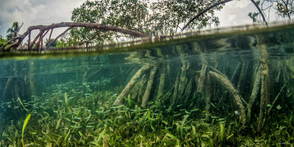 CLMEplus's tweet image. #Mangroves are crucial for the Widder Caribbean, they provide numerous ecosystem services and livelihood opportunities for coastal communities. #EBM approach implemented by @UNEP_CEP and #CLMEProject aims to protect them. Find out how: unenvironment.org/cep/news/blogp…

#WorldMangrovesDay