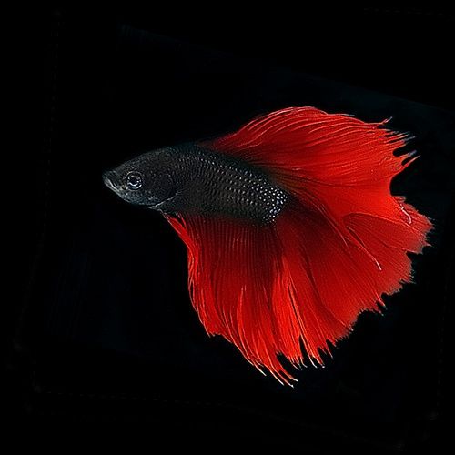 As requested by  @ActuallyRafa, the cast of  @911LoneStar as fish: a thread.