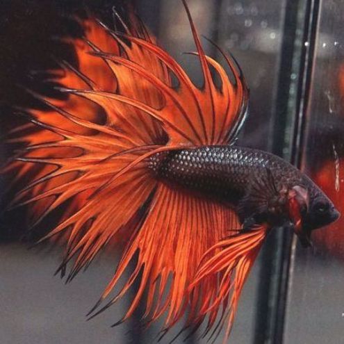 As requested by  @ActuallyRafa, the cast of  @911LoneStar as fish: a thread.