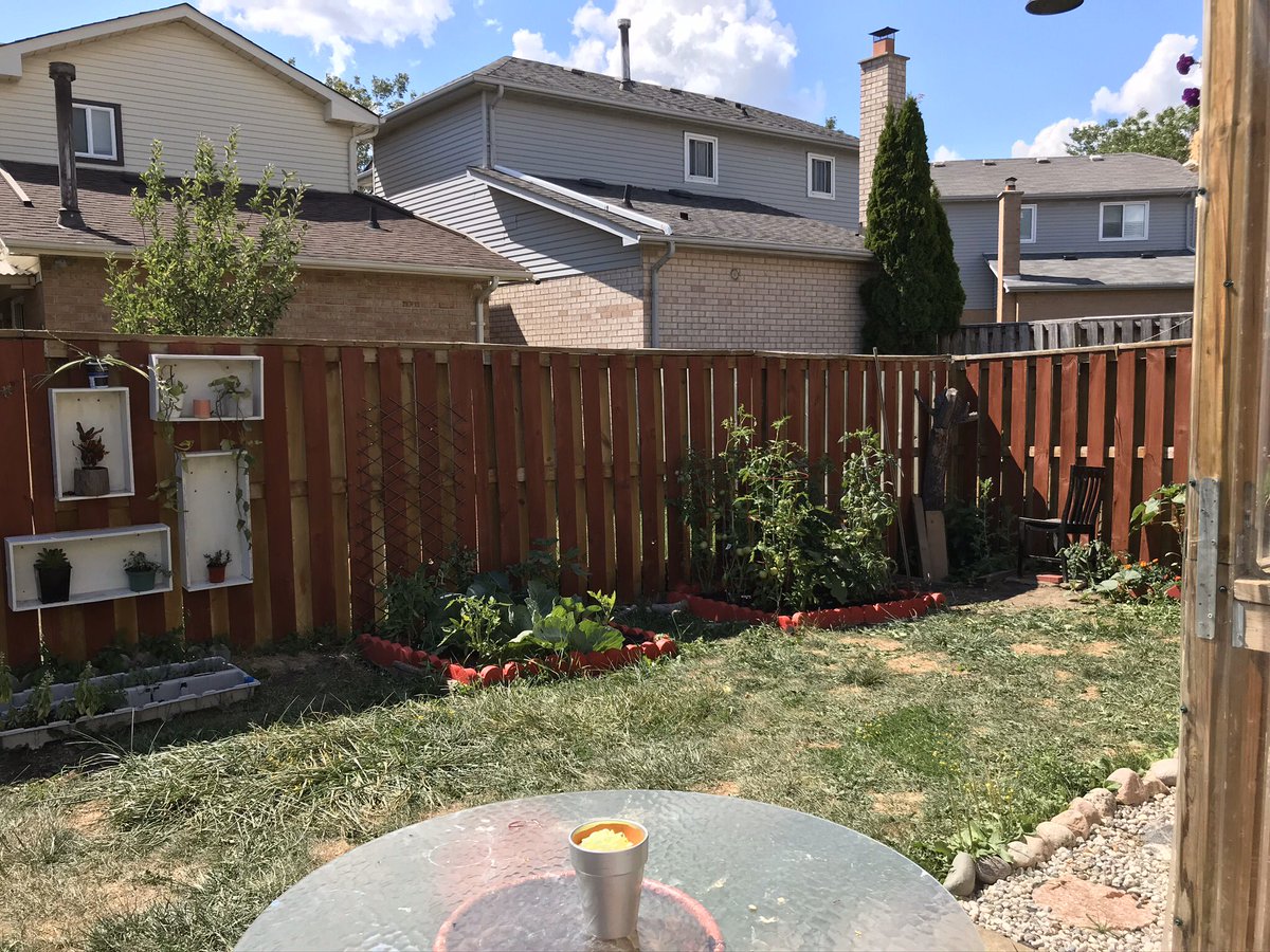 #GreenUpTheIsolation
#UnitedInIsolation
#feelingblessed
#homegrownflowers
#homegrownvegetables
#transformationofabandonedbackyard
@LajnaCanada 
@lajnapeelvilla3
my abandoned backyard into a beautiful garden a living example of positivity ....