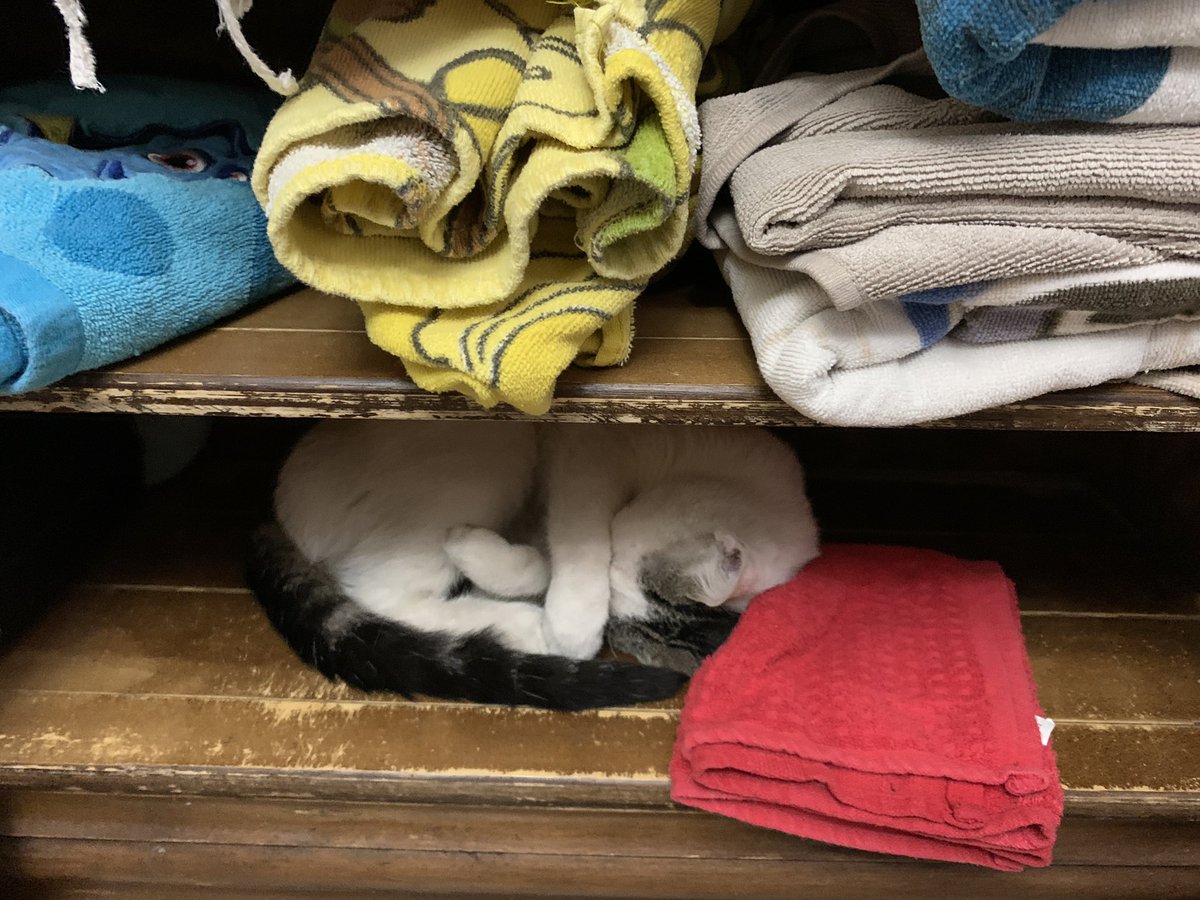 Winston is relegated to the bathroom for the time being, until he gets used to being inside and acclimated to Cornelius and Lando... he found a comfy napping spot in the towels...