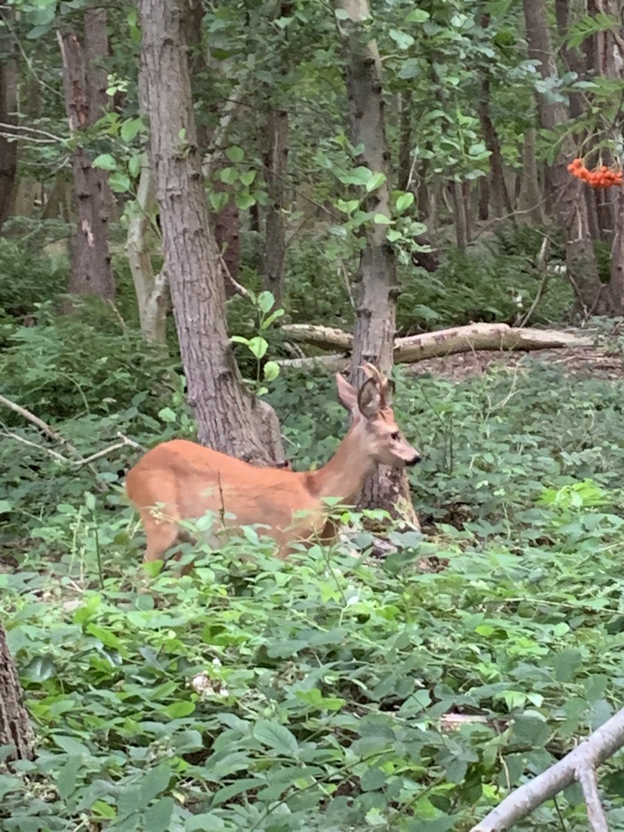 We zien hem niet heel vaak. Maar vanavond stond hij daar weer. Ineens. We noemen hem Hij. Hij met z’n gewei. Tot zover het bos