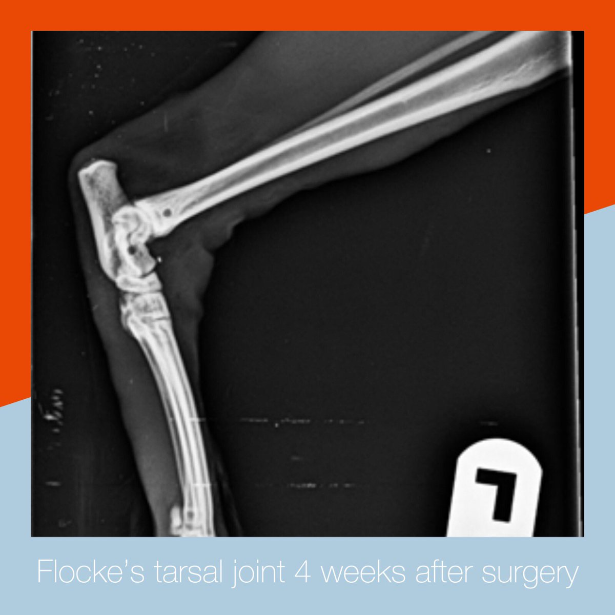VetWelding's tweet photo. PATIENT PROFILE: FLOCKE ❄🐱🐾

Read the full article of Flocke on our homepage: https://t.co/5TndsKHhDu

#cat #vetwelding #revolutionizinganimalorthopedics https://t.co/cAAFYc2e25