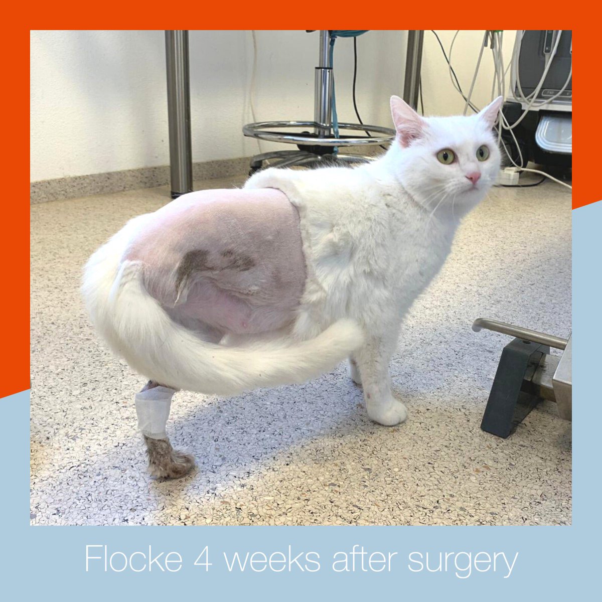 VetWelding's tweet photo. PATIENT PROFILE: FLOCKE ❄🐱🐾

Read the full article of Flocke on our homepage: https://t.co/5TndsKHhDu

#cat #vetwelding #revolutionizinganimalorthopedics https://t.co/cAAFYc2e25