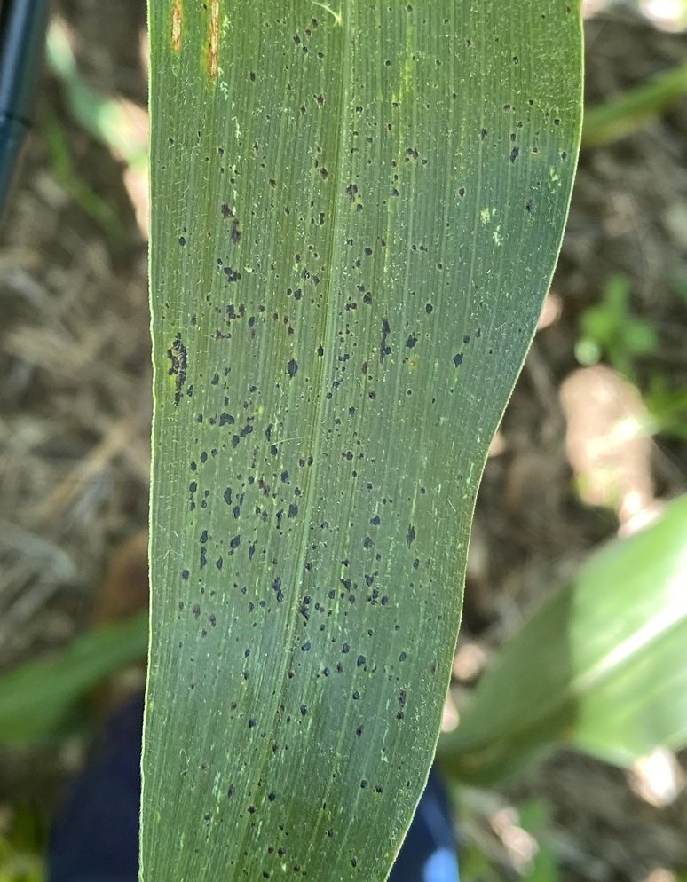 Darcy Telenko (@dtelenko) on Twitter photo Tar spot is just getting started in the lower canopy of our research plots, (corn at V12), while it is beginning to ramp up in some of our scouting locations. @sroccocamila <a href="/badgercropdoc/">Damon L. Smith</a> <a href="/MartinChilvers1/">Martin Chilvers</a> <a href="/alisonrISU/">Alison Robertson</a> <a href="/INCornFarmers/">Indiana Corn</a> <a href="/corndisease/">Corn Diseases</a> Tar spot is just getting started in the lower canopy of our research plots, (corn at V12), while it is beginning to ramp up in some of our scouting locations. @sroccocamila <a href="/badgercropdoc/">Damon L. Smith</a> <a href="/MartinChilvers1/">Martin Chilvers</a> <a href="/alisonrISU/">Alison Robertson</a> <a href="/INCornFarmers/">Indiana Corn</a> <a href="/corndisease/">Corn Diseases</a>