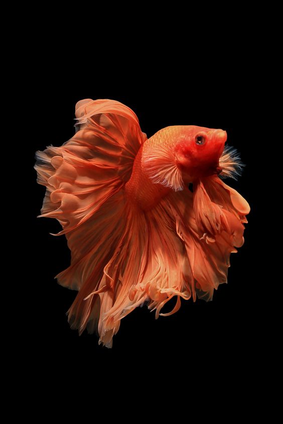 As requested by  @ActuallyRafa, the cast of  @911LoneStar as fish: a thread.