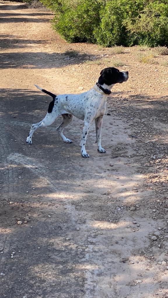 🐕 ¿Qué pasa ahí que me entere yo? 
Rif de #Alcatea es un #pointer con pasión por la #caza y el #campo donde quiere controlarlo todo, dedicado a su pasión es mi perfecto compañero. 
Veranos duros en #Valladolid