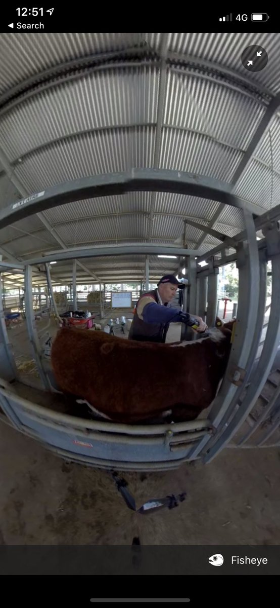 And this happened! Great to be out filming some immersive content again for #FarmVR as @UrrbraeHS prep their cattle for the <a href="/stockjournal/">Stock Journal</a> virtual show