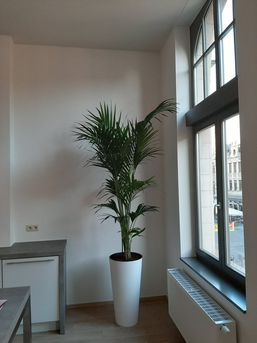 Vandaag geen taart of slingers om mijn verjaardag te vieren, wel een verhuislift en IKEA meubelen in elkaar zetten.
Wat een mooie dag om te gaan samenwonen! ❤

(P.S.: Check de prachtige plant die ik kreeg. Ik ben in de wolken! 🥰)