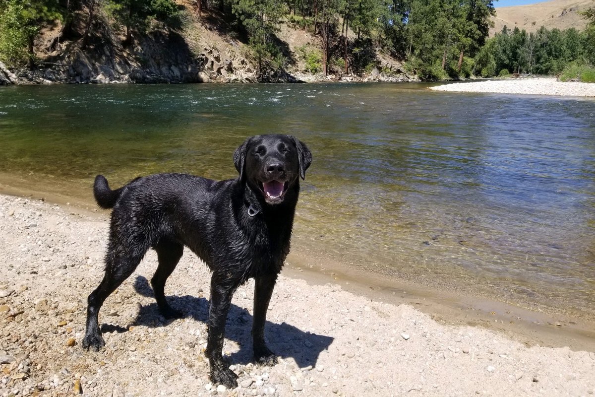 StevensPass's tweet photo. Veteran avalanche dog Olive is keeping cool and staying active during the summer months to curb her longing for deep snow cycles ๐โ๏ธ We're looking forward to having her out keeping us safe for her 4th season at Stevens Pass #PurePNW https://t.co/goEV02wXe2