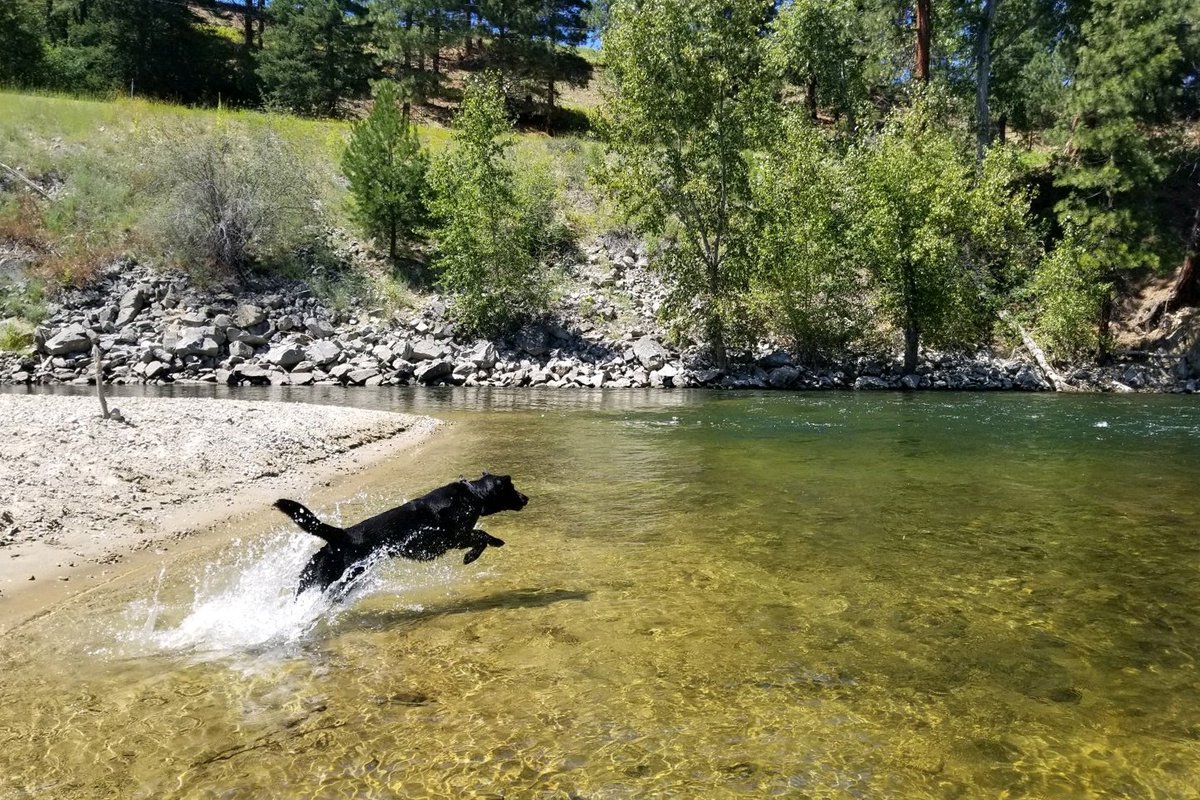 StevensPass's tweet photo. Veteran avalanche dog Olive is keeping cool and staying active during the summer months to curb her longing for deep snow cycles ๐โ๏ธ We're looking forward to having her out keeping us safe for her 4th season at Stevens Pass #PurePNW https://t.co/goEV02wXe2