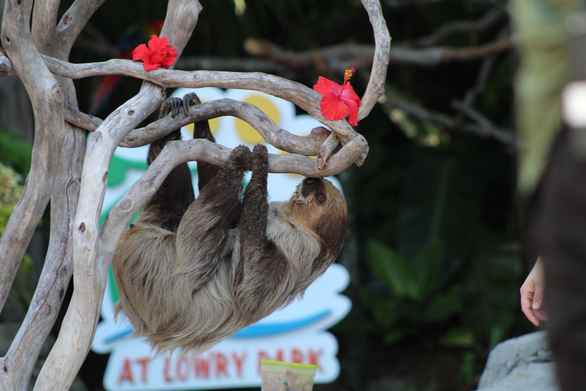 Lorenzo the Linnaeus’s Two-Toed Sloth discovers a new smell. #SecretsOfTheZoo